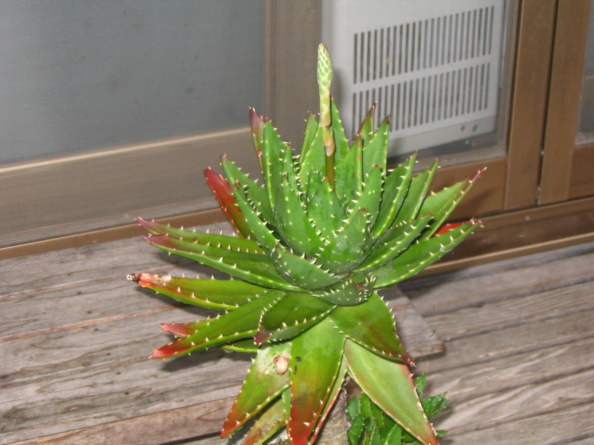 稲荷日記 アロエに花 志和稲荷神社